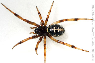 False widow Steatoda paykulliana