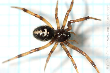 False widow Steatoda paykulliana