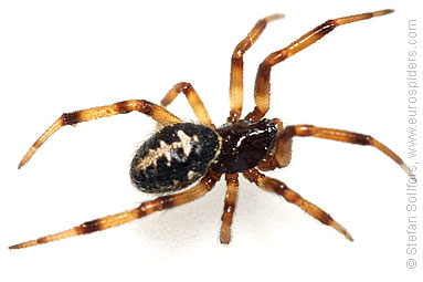 False widow Steatoda paykulliana