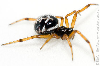 False widow Steatoda paykulliana