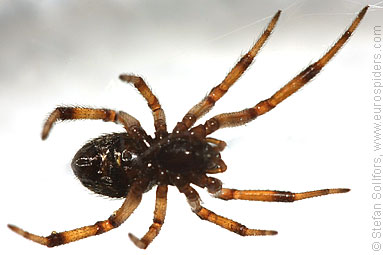 False widow Steatoda paykulliana