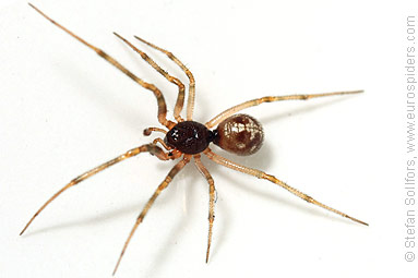 Oak-leaf false widow Steatoda triangulosa