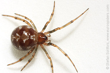 Oak-leaf false widow Steatoda triangulosa