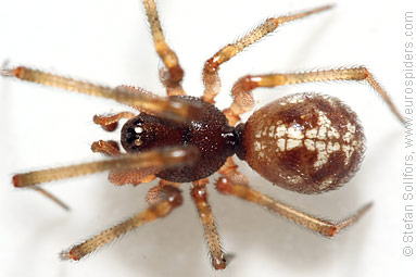 Oak-leaf false widow Steatoda triangulosa