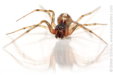 Oak-leaf false widow Steatoda triangulosa