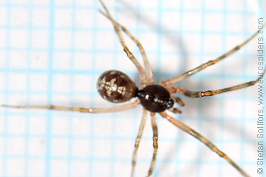 Oak-leaf false widow Steatoda triangulosa