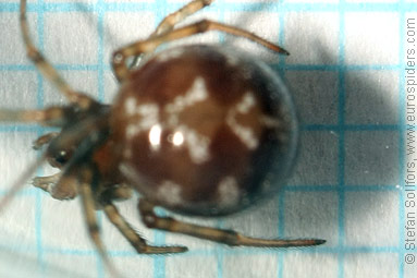 Oak-leaf false widow Steatoda triangulosa