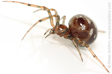 Oak-leaf false widow Steatoda triangulosa