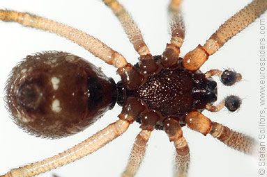 Oak-leaf false widow Steatoda triangulosa