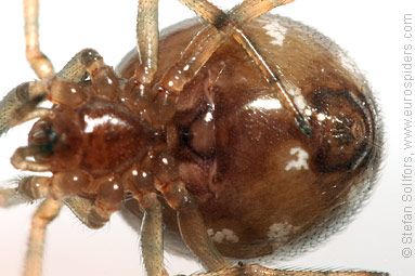 Oak-leaf false widow Steatoda triangulosa