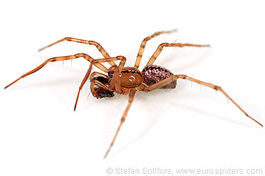 Horse-head spider Stemonyphantes lineatus