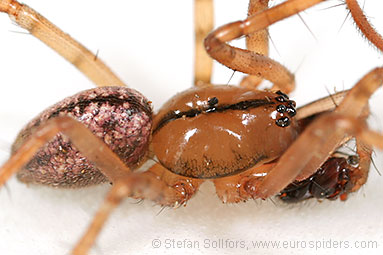 Horse-head spider Stemonyphantes lineatus