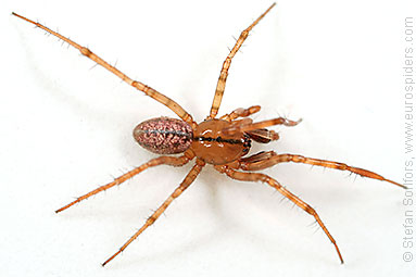 Horse-head spider Stemonyphantes lineatus