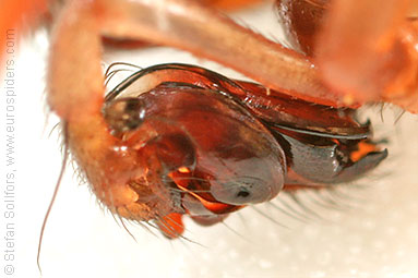 Horse-head spider Stemonyphantes lineatus