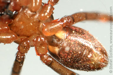 Horse-head spider Stemonyphantes lineatus