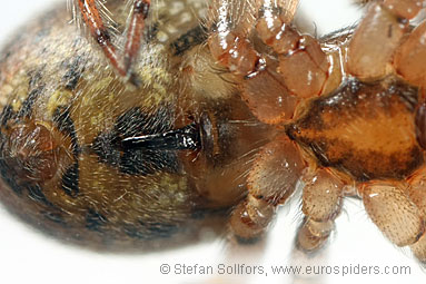 Tree sector-spider Stroemiellus stroemi