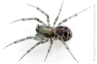 Long-toothed spider Tapinopa longidens