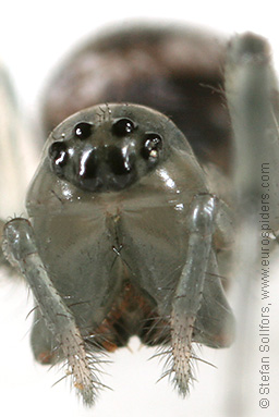 Long-toothed spider Tapinopa longidens