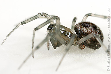 Long-toothed spider Tapinopa longidens