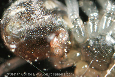 Long-toothed spider Tapinopa longidens