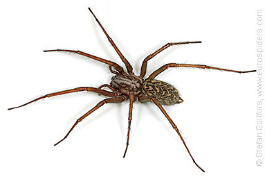 House spider Tegenaria atrica