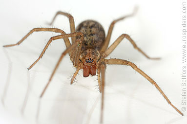House spider Tegenaria atrica