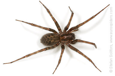 Common House-spider Tegenaria domestica