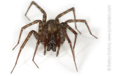 Common House-spider Tegenaria domestica