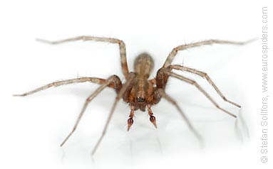 Common House-spider Tegenaria domestica