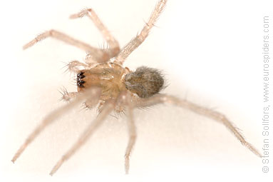 Common House-spider Tegenaria domestica