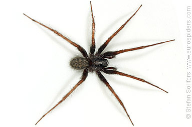 Common House-spider Tegenaria domestica