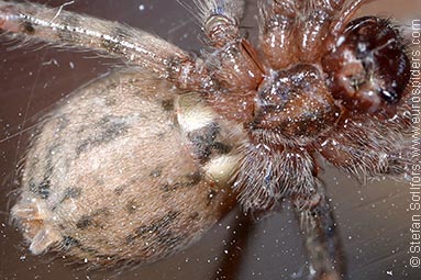 Common House-spider Tegenaria domestica