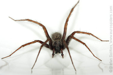 Common House-spider Tegenaria domestica