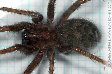 Common House-spider Tegenaria domestica