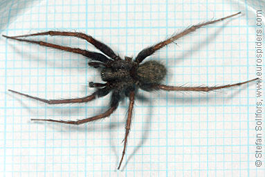 Common House-spider Tegenaria domestica