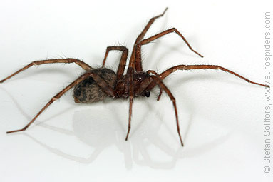 Common House-spider Tegenaria domestica