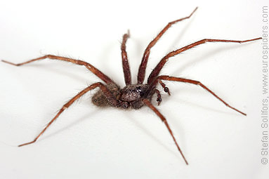 Common House-spider Tegenaria domestica