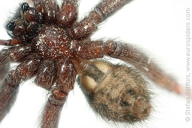 Common House-spider Tegenaria domestica