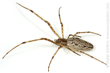 - Tetragnatha dearmata