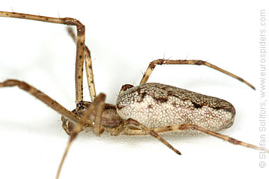 - Tetragnatha dearmata