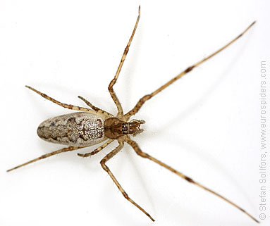 - Tetragnatha dearmata