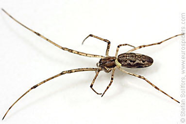 - Tetragnatha dearmata