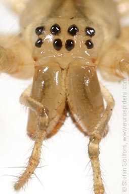 Common stretch-spider Tetragnatha extensa