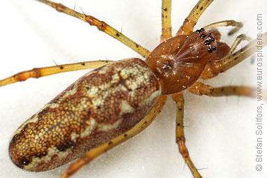 Common stretch-spider Tetragnatha extensa