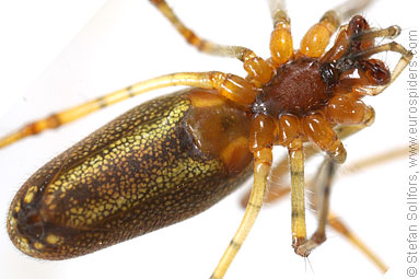 Common stretch-spider Tetragnatha extensa