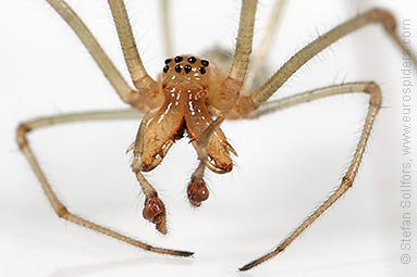 Common stretch-spider Tetragnatha extensa