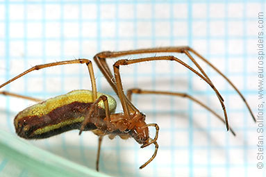 Common stretch-spider Tetragnatha extensa