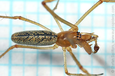 Common stretch-spider Tetragnatha extensa