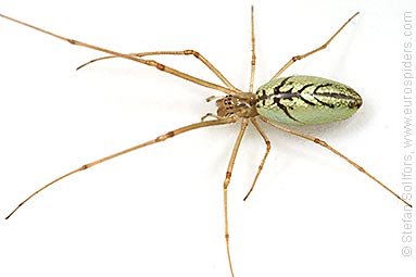 Common stretch-spider Tetragnatha extensa