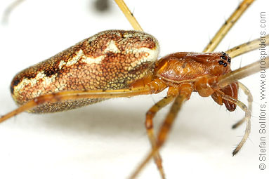 Common stretch-spider Tetragnatha extensa